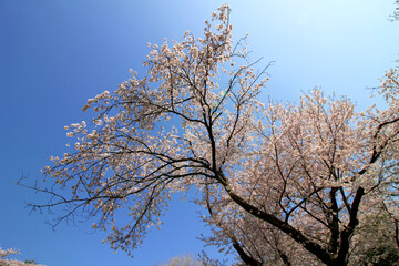 Clear blue sky and cherry blossoms