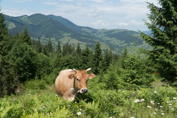 Fototapeta na wymiar Organic free grazing cows in carpathian mountains in Ukraine.