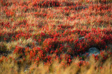 Landscape in Sureanu Mountains