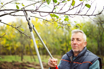 Man pruning tree branch with secateurs in autumn