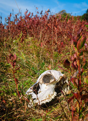 Shenandoah National Park