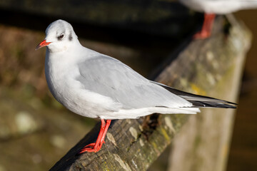 Fototapeta premium Young Black Headed Gull Perched on a Wooden Rail