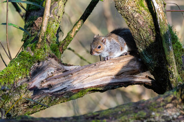 Grey Squirrel Resting in a Tree in Sunlight