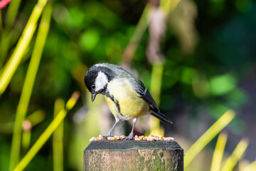 Great Tit Feeding on Seeds and Nuts on a Fence Post