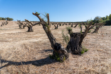 Olive Trees Deforestation Landscape View