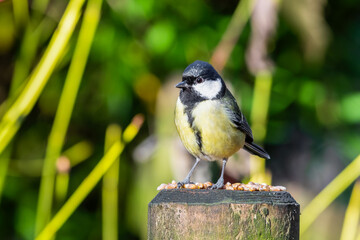 Great Tit Feeding on Seeds and Nuts on a Fence Post