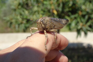 Egyptian Locust, Grasshopper on Hand