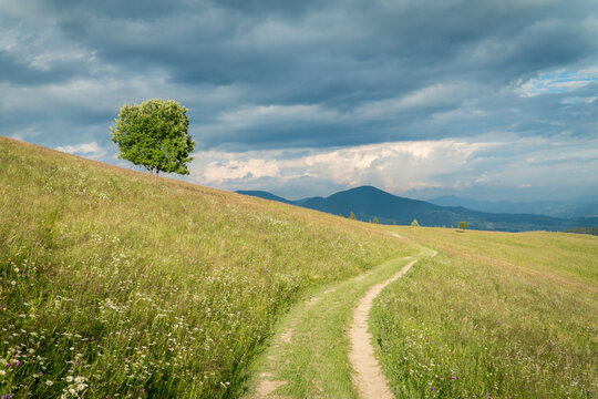 Lonely tree and dirt road in a  carpathian mountains under the stormy sky