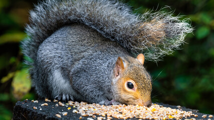 Grey Squirrel Feeding on Seeds and Nuts on a Tree Stump