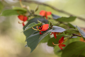 Close up  Indian screw tree or Helicteres isora L. in a garden.