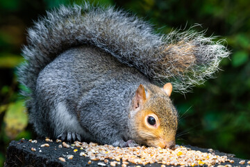 Grey Squirrel Feeding on Seeds and Nuts on a Tree Stump