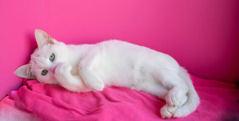 Fototapeta na wymiar A white cat lies on a pink background with its paws covering its face