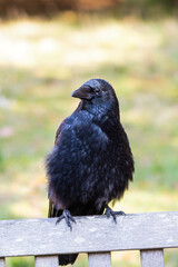 Obraz premium Crow Perched on a Park Bench all Fluffed up