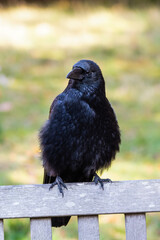 Crow Perched on a Park Bench all Fluffed up