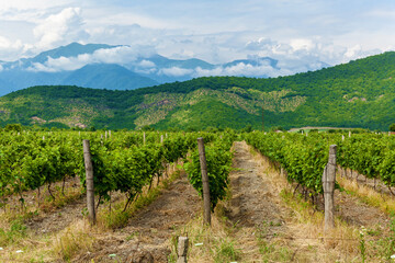 Fototapeta na wymiar vineyards in the Alazani Valley