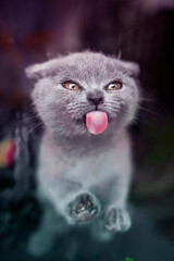 Close up on a tiny British shorthair blue kitten licking a window , camera is facing the kitten, she has opened eyes and they are copper color and devilish look in them ,  tongue is fully out 