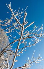 Frost on the branches of trees in winter