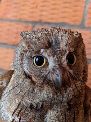 great horned owl