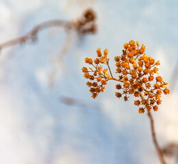 Dry grass closeup on snow background in winter