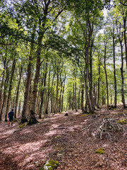 footpath in the woods in springtime