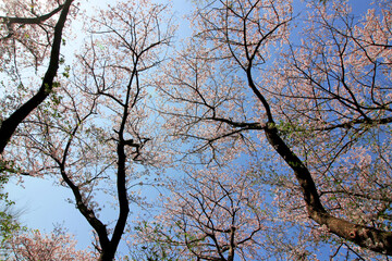 Clear blue sky and cherry blossoms