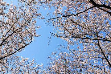 Clear blue sky and cherry blossoms