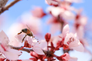 bee on flower © ValeriaHernandez