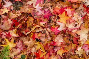 Autumnal fallen leaves