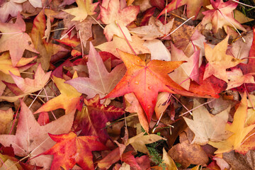 Autumnal fallen leaves