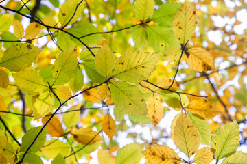 Naklejka na ściany i meble Beech tree autumnal foliage