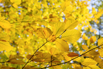 Beech tree autumnal foliage