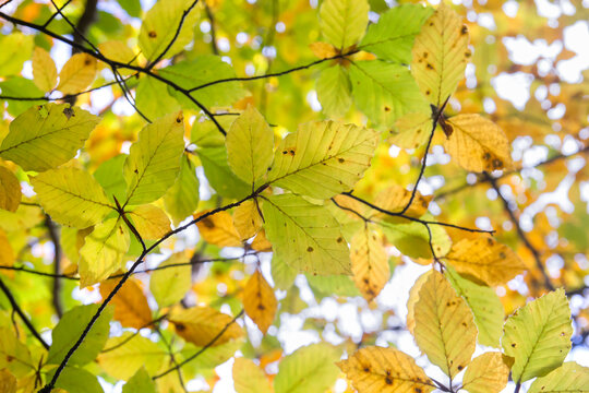 Beech tree autumnal foliage