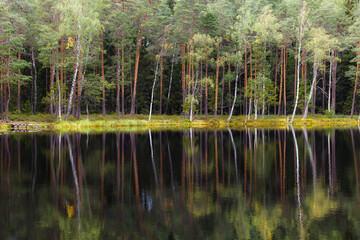 A pond surrounded by pine forest. Summer day.