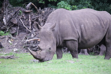 Obraz premium Nashorn 2