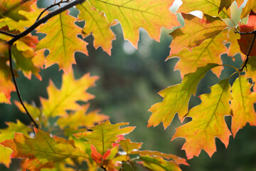 Natural frame made of colorful leaves in autumn forest. Bright foliage in autumn park. Selective focus