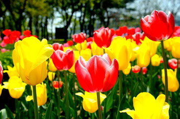 Obraz premium red and yellow tulips