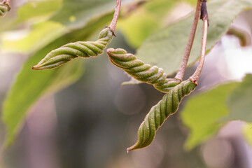 Fototapeta premium Close up Indian screw tree or Helicteres isora L. in a garden.
