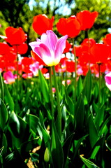 red and yellow tulips