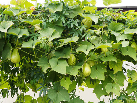 Fruits ou baies rugueuses en forme de grosses poires de chayote (Sechium edule) pendant sur de longues tiges grimpantes et vrill&eacute;es