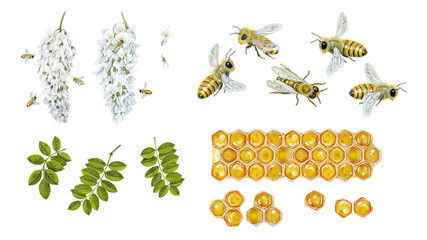 realistic watercolor hand made illustration of honey bee (apis mellifera) with bees collect pollen from flowers of robinia (Robinia pseudoacacia),flowers of acacia, bees and cells of honey isolated