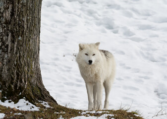 Arctic Wolf in Winter