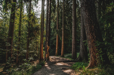 Waldweg im Sonnenlicht
