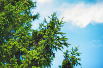 Obraz premium Green tree on a blue sky on a Sunny day in summer.