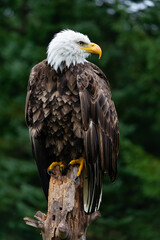Bald Eagle on Rainy Day