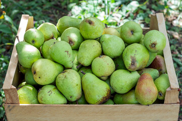 Pears in a wooden box. Fresh and juicy pears harvest in garden. Top view.