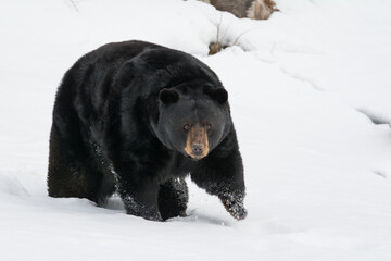 Big Black Bear Awakens