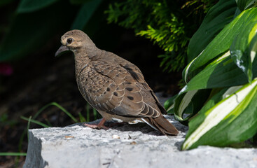 Early Spring Mourning Dove