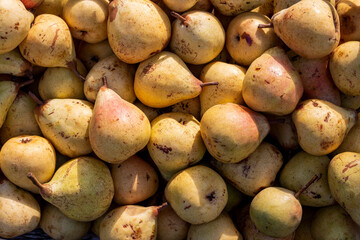 Fresh and juicy pears harvest in garden. Pears with sunlight. Pears background top view.