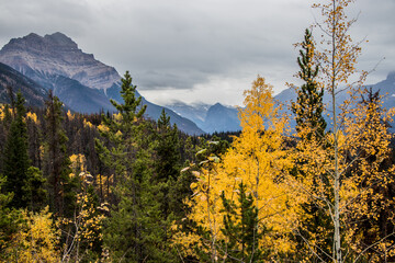 Colourful fall leaves and mountains in Jasper National Park, Alberta, Canada