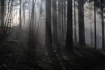 misty morning in the forest with sunlight